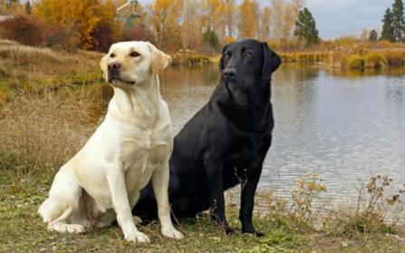 British lab outlet kennels