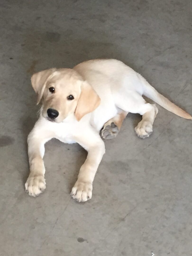 Raising Selling British Lab Puppies in Minnesota Diamond J British Labs LLC